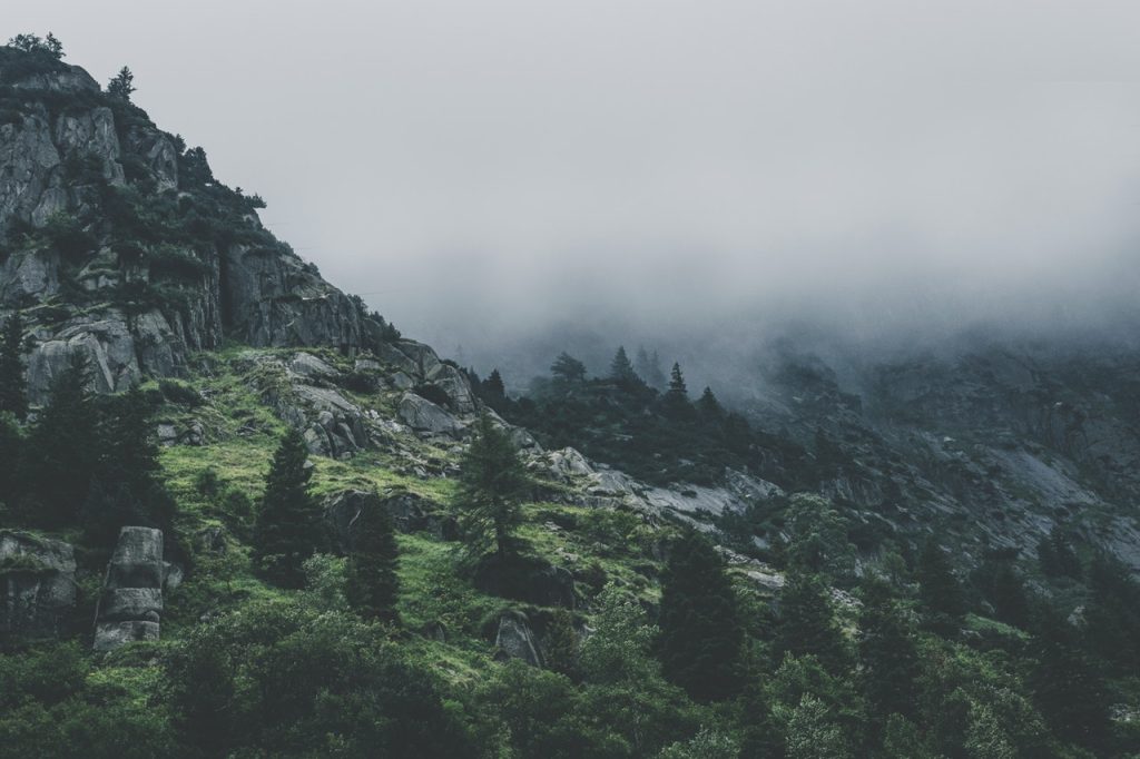 خدمات green leafed trees during fog time 167684.jpg